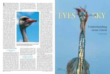 Eyes in the sky: understanding avian vision