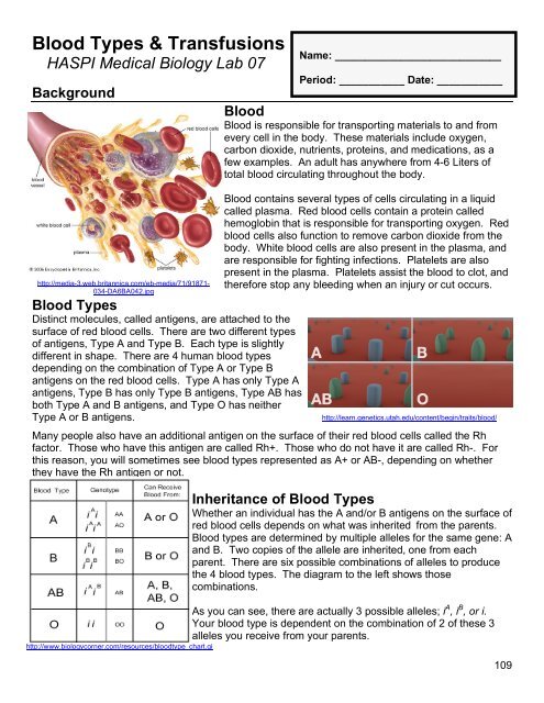 07 Blood Types Transfusions Student Pdf Haspi 07 Blood Types Transfusions Student Pdf Haspi