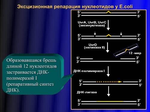 Ð ÐµÐ¿Ð°ÑÐ°ÑÐ¸Ñ2009 March.pdf