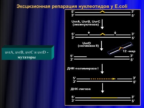 Ð ÐµÐ¿Ð°ÑÐ°ÑÐ¸Ñ2009 March.pdf