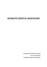 APARATO GENITAL MASCULINO.pdf - VeoApuntes.com