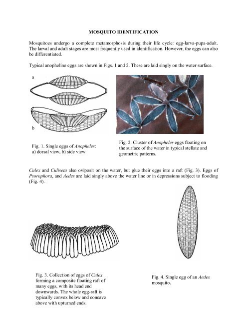 Mosquito identification - New Mexico Department of Health