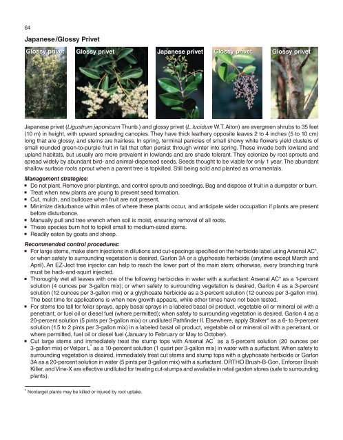 A Management Guide for Invasive Plants in Southern Forests James ...