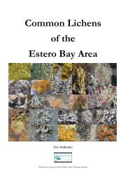 Common Lichens of the Estero Bay Area - Elfin Forest