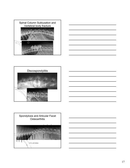 Normal Radiographic Anatomy of the Spinal Column Normal ...