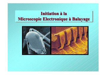 Initiation à la Microscopie Electronique à Balayage Initiation à la ...