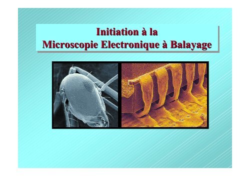 Initiation A La Microscopie Electronique A Balayage Initiation A La
