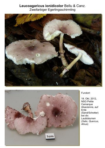 Leucoagaricus ionidicolor Bellu & Canz. - pilze-basel