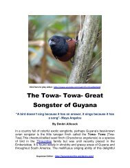 The Towa- Towa- Great Songster of Guyana - Guyanese Online