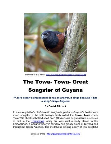 The Towa- Towa- Great Songster of Guyana - Guyanese Online