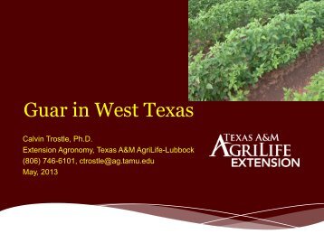 Guar in West Texas - Texas A&M AgriLife Research & Extension ...