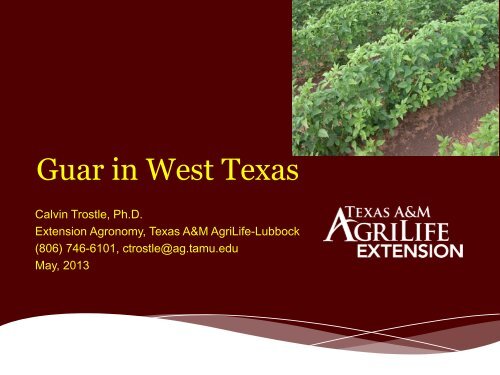 Guar in West Texas - Texas A&M AgriLife Research & Extension ...