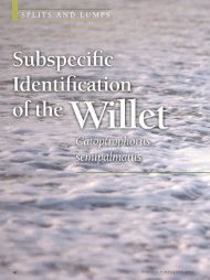 Subspecific Identification of the Willet Catoptrophorus semipalmatus ...