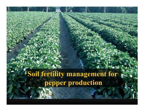 Soil fertility management for y g pepper production