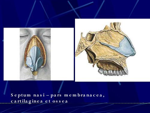 Sd - AnatomickÃ½ Ãºstav 1.LF UK - Univerzita Karlova