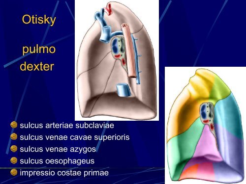 Sd - AnatomickÃ½ Ãºstav 1.LF UK - Univerzita Karlova