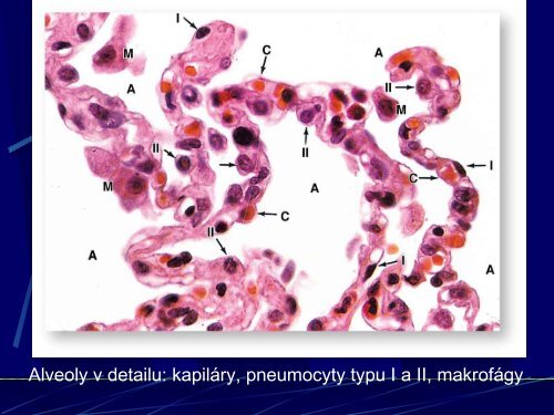 Sd - AnatomickÃ½ Ãºstav 1.LF UK - Univerzita Karlova