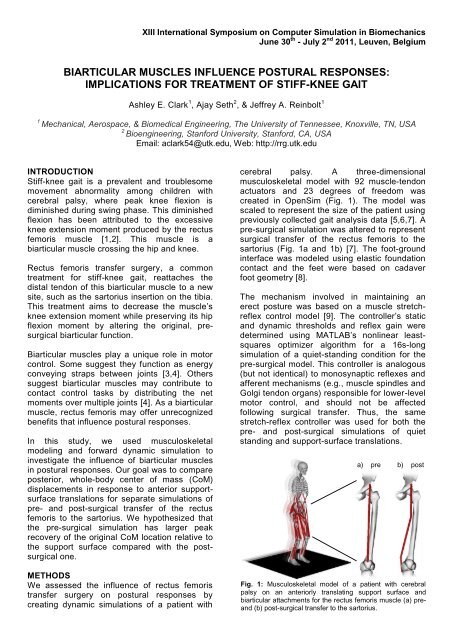 biarticular muscles influence postural responses - Reinbolt ...