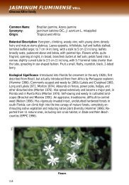 Jasminum fluminense Vell. - Florida Exotic Pest Plant Council