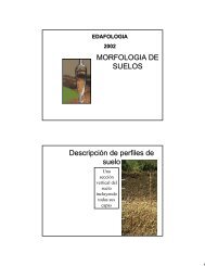 MORFOLOGIA DE SUELOS DescripciÃ³n de perfiles de suelo