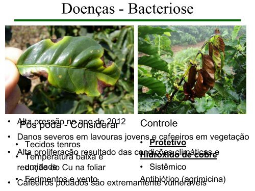 Manejo de podas do cafeeiro - Fundação Procafé