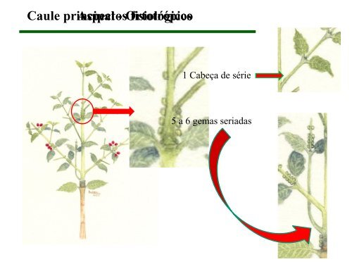 Manejo de podas do cafeeiro - Fundação Procafé