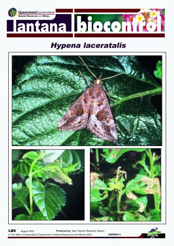 Hypena laceratalis - Weeds Australia