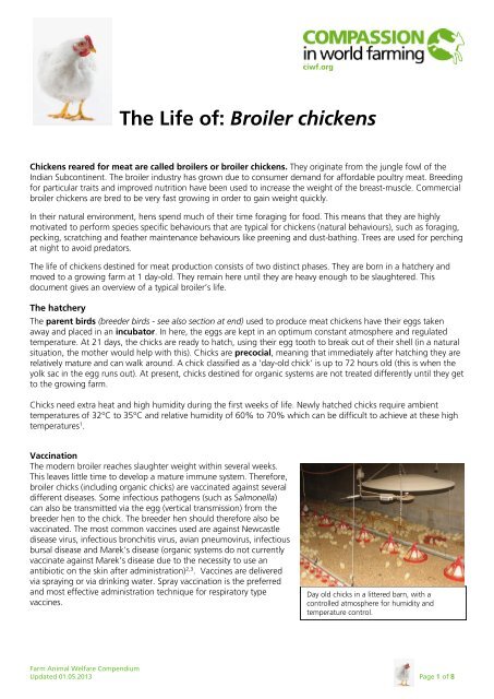 The-life-of-Broiler-chickens