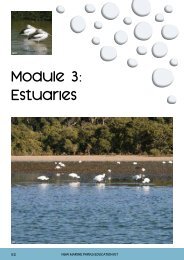 Module 3: Estuaries - Marine Parks Authority NSW