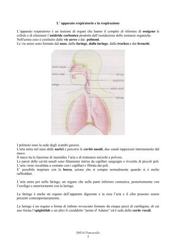 L' apparato respiratorio e la respirazione - Scuolapiancavallo.it
