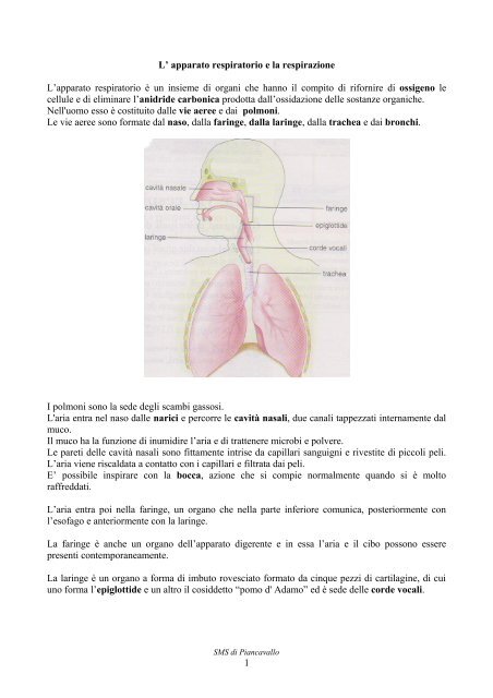 L' apparato respiratorio e la respirazione - Scuolapiancavallo.it