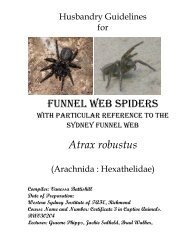 Funnel Web Spider - Nswfmpa.org