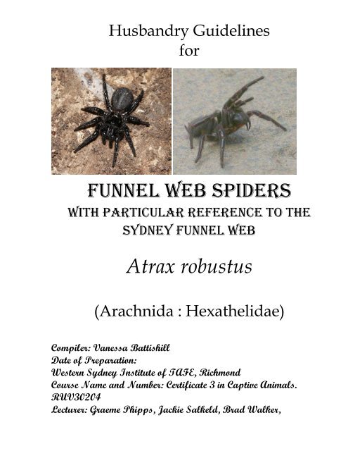 What's a funnel web spider and what are the most dangerous spiders in the  world? All you need to know