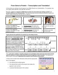 From Gene to Protein—Transcription and Translation - Serendip