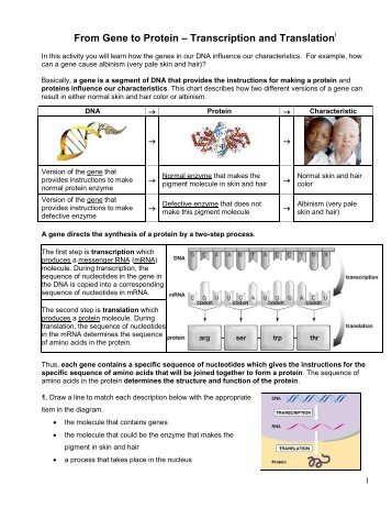 From Gene to Protein—Transcription and Translation - Serendip