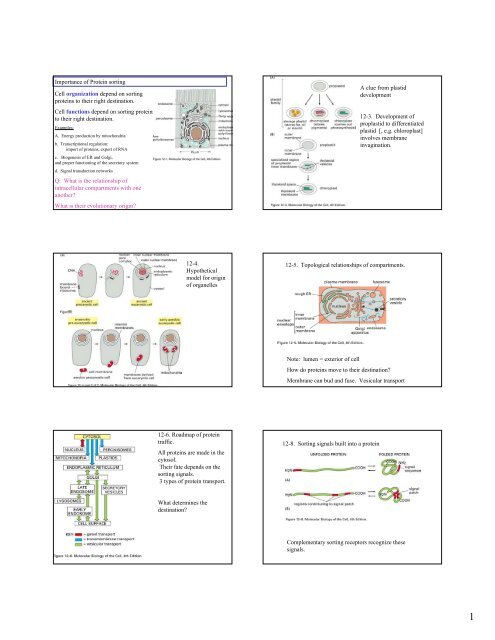 Importance of Protein sorting Cell organization depend on sorting ...