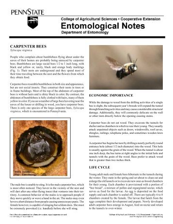PDF version of Carpenter Bees Fact Sheet - Entomology