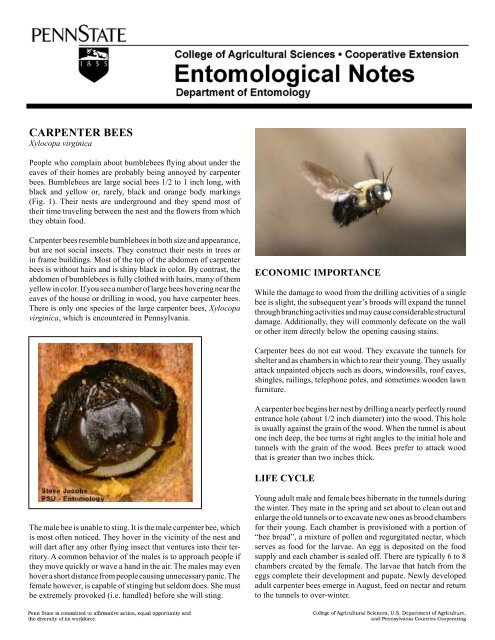 PDF version of Carpenter Bees Fact Sheet - Entomology