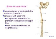 Bones of lower limbs