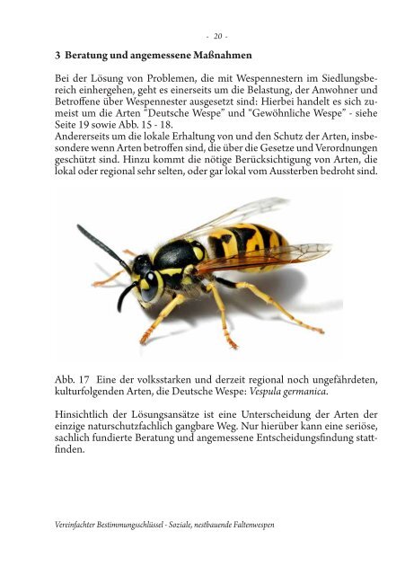 Wespen und Hornissen im Siedlungsumfeld Vereinfachter ...