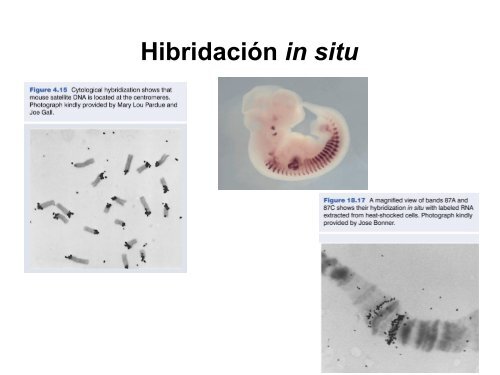 Herramientas moleculares utilizadas en Medicina ... - eTableros