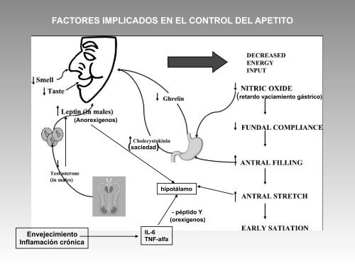 FISIOPATOLOGIA: Apetito y Fragilidad