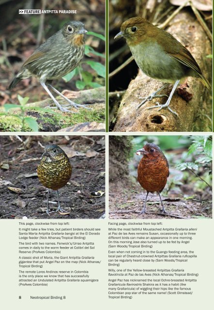 Antpitta Paradise: A 2010 Update - Neotropical Bird Club