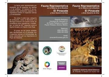 Triptico FAUNA - Reserva de la Biosfera El Pinacate y Gran Desierto ...