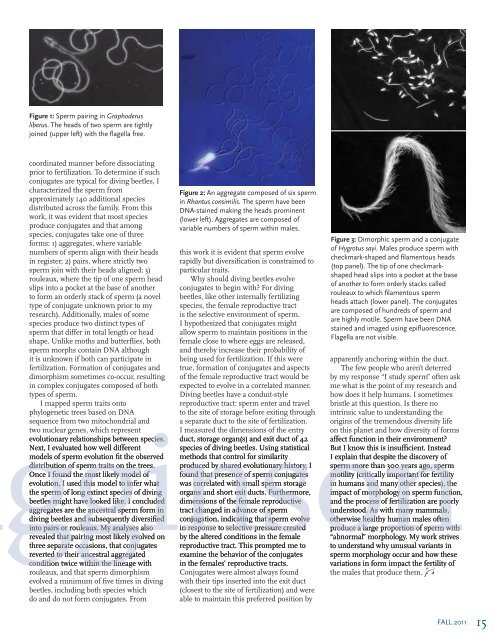 Fall 2011 - the Department of Biology - Syracuse University