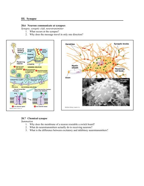 Molecular Biology Chapter 28: Nervous System Action Potential ...