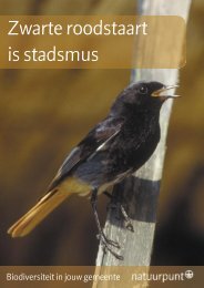 Zwarte roodstaart is stadsmus - Natuurpunt