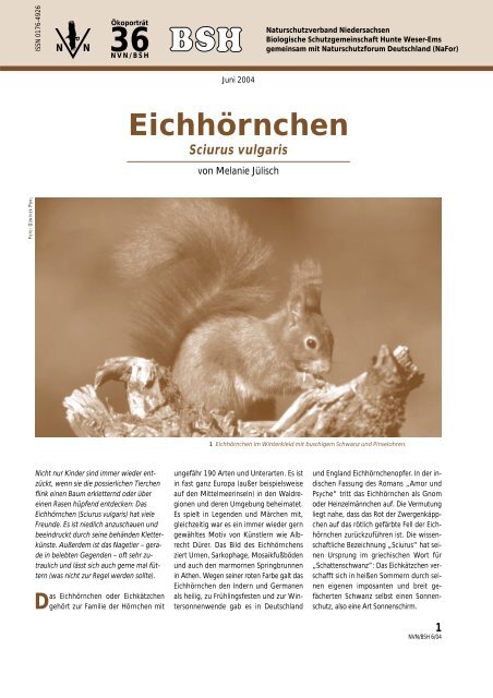 Eichhörnchen - Biologische Schutzgemeinschaft Hunte Weser-Ems ...