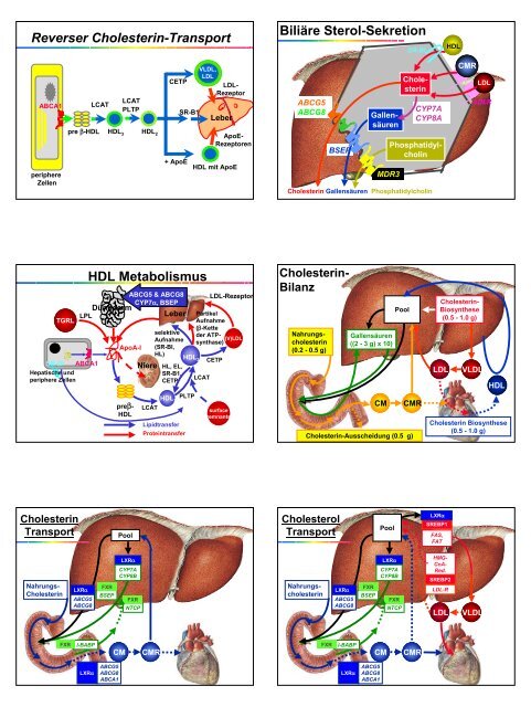 Arnold von Eckardstein Lipoprotein-Stoffwechsel Lipoproteine ...