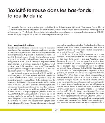 ToxicitÃ© ferreuse dans les bas-fonds : la rouille du riz - AfricaRice